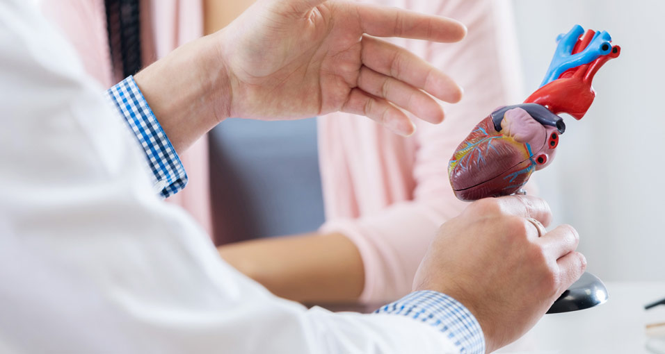 Arzt erklärt, wie man Herzschwäche erkennt an einem Modell des Herzens